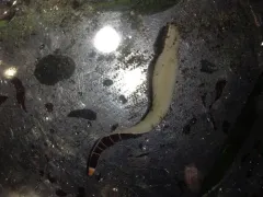 Reticulated Purple Ribbon Worm thumbnail 4