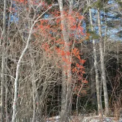 winterberry holly thumbnail 2