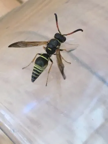 Ancistrocerus tuberculocephalus
