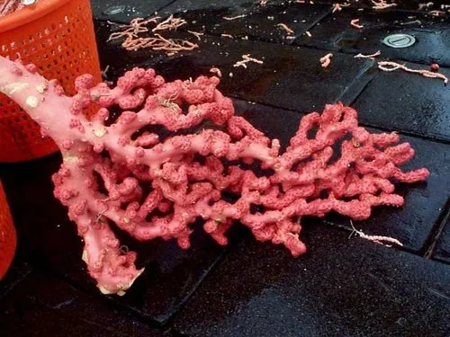 Bubble Gum Coral