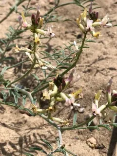 Woody-pod Milkvetch thumbnail 4
