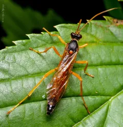 Neamblymorpha milva thumbnail 3