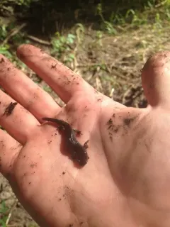 Small-mouthed Salamander thumbnail 3