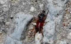 Sergiolus decoratus thumbnail 3