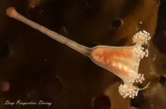Manania atlantica thumbnail 2