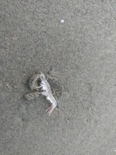 Oxycephalus clausi thumbnail 2