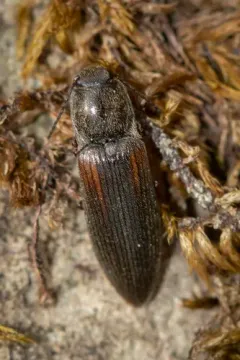 Catskill Mountain Click Beetle thumbnail 2