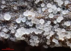 Arachnopeziza aurata thumbnail 1