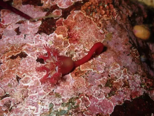 Manania gwilliami