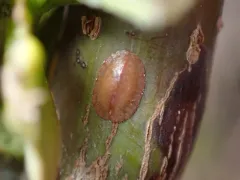 Brown Soft Scale thumbnail 3