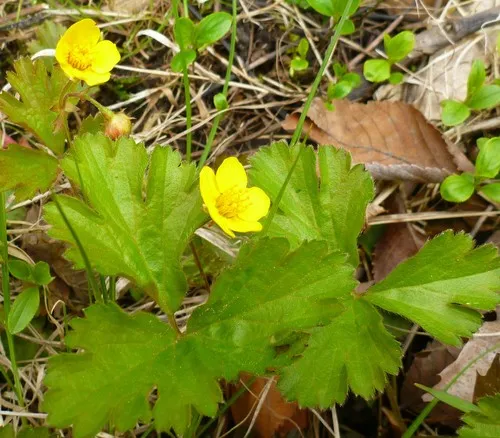 Siberian barren strawberry