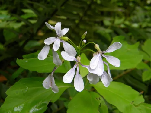 Constance's Bittercress