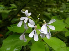 Constance's Bittercress thumbnail 1