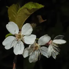 wild cherry thumbnail 2
