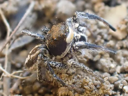 Habronattus tarsalis