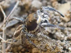 Habronattus tarsalis thumbnail 1