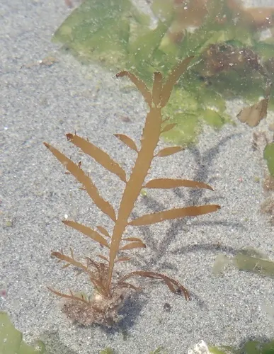 flattened acid kelp