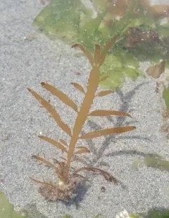 flattened acid kelp thumbnail 1