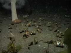 Ornate Tubeworm thumbnail 2