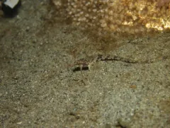 Pygmy Poacher thumbnail 4