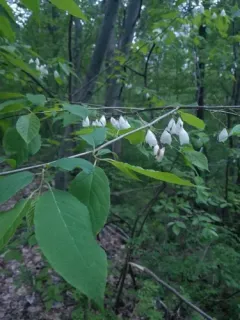 Carolina Silverbell thumbnail 2