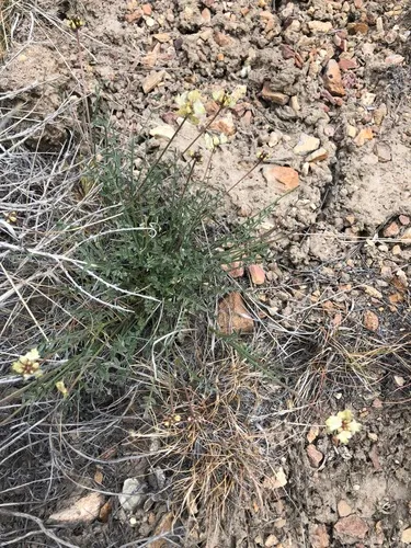 Arcane Milkvetch