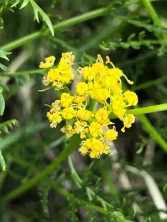 Rock Springparsley thumbnail 4