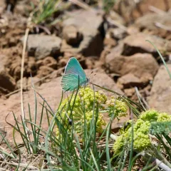 Lotus Hairstreak thumbnail 3