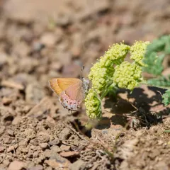 Juniper Hairstreak thumbnail 2