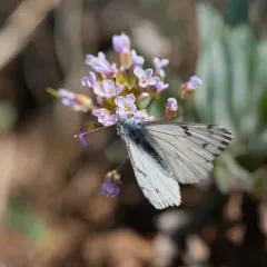Spring White thumbnail 2