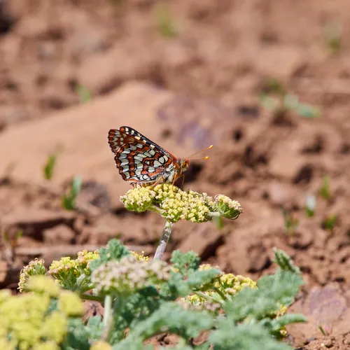 Variable Checkerspot