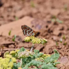 Variable Checkerspot thumbnail 1
