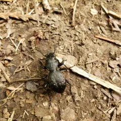 Greater Night-stalking Tiger Beetle thumbnail 1