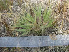 Wilcox's Panicgrass thumbnail 4
