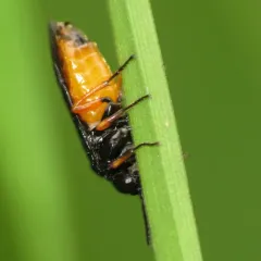 Yellow-bellied Rush-cutter thumbnail 2