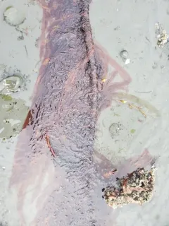 Bull Kelp Nori thumbnail 3