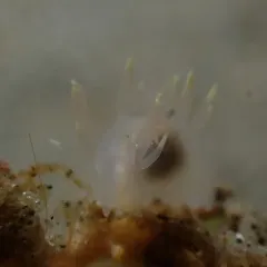 Humped Ancula Sea Slug thumbnail 3