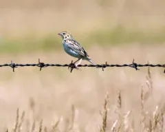 Baird's Sparrow thumbnail 2