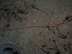 Tubulanus albocinctus thumbnail 4