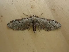 Eupithecia nevadata thumbnail 4