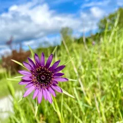 purple salsify thumbnail 4