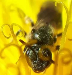 Very Smooth Sweat Bee thumbnail 3