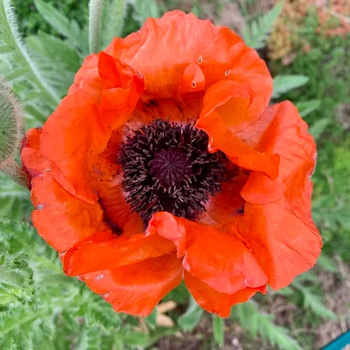 Oriental Poppy