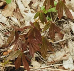 bottlebrush buckeye thumbnail 2