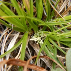 Ross's sedge thumbnail 1