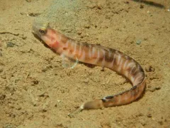 Bluebarred Prickleback thumbnail 1