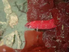 Red Gunnel thumbnail 1