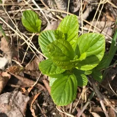 Alderleaf Buckthorn thumbnail 4