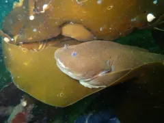 Lobefin Snailfish thumbnail 3