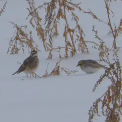 Horned Lark thumbnail 3